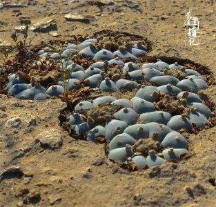 ​一个萝卜一个坑，看看“坑货”乌羽玉的原产地状态图