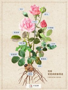 ​月季常见病虫害图鉴 | 一图在手，养月季不愁