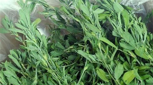 香蕉皮能吃吗,香蕉皮能去蟑螂吗?图7