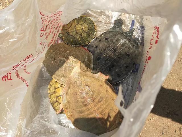 黄河野钓黄辣丁遭遇“空军”!钓鱼行家“四个字”解释原因