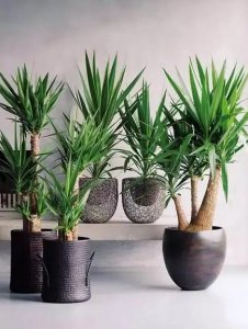 ​适合室内养殖的大型绿植有哪些品种