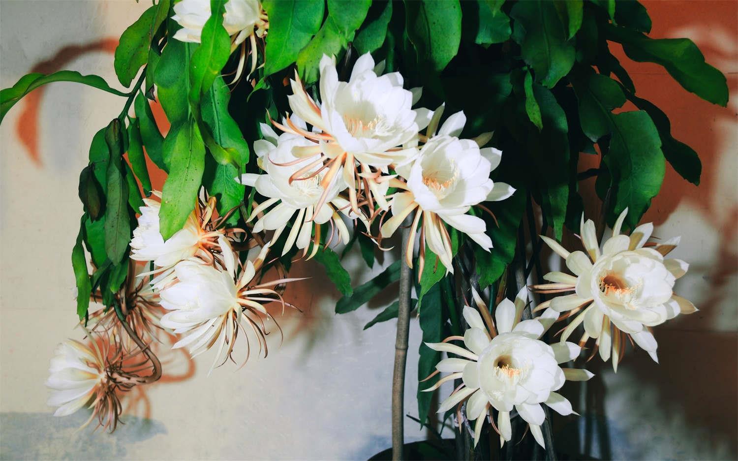 昙花 昙花