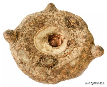 ​魔芋如何繁殖良种？4个常见方法介绍！种子、芋鞭、小块茎、切块