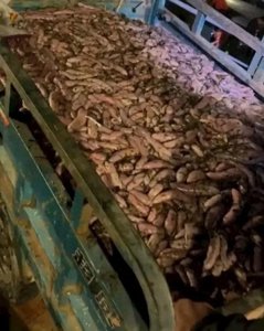 ​女子驱车3小时连夜到烟台捞海肠收获满满：还有女子沙滩捡30斤虾