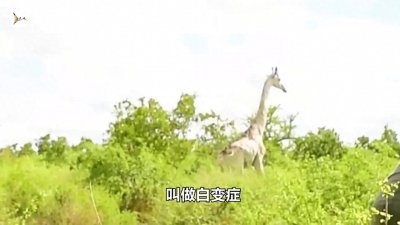 ​罕见的白色长颈鹿 世界上仅存一只