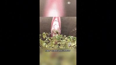 ​大象爆炸的威力！
