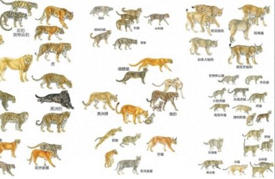 ​猫科动物战斗力排行榜：从顶级猛兽到小型杀手！
