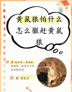 ​揭秘黄鼠狼的天敌：生态平衡的奇妙力量