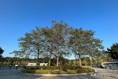​广州“偏远”公园，环境很好，但老广较少，一直免费开放