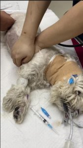 ​“狗整天叫，实在受不了”！上海一女子嫌吵在小区草地投毒，2只宠物犬相继死