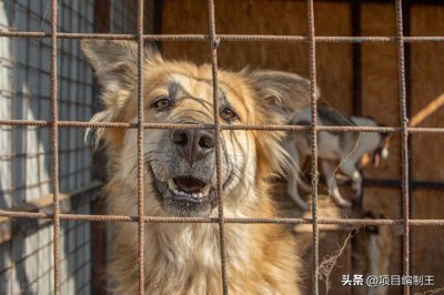 ​肉狗养殖的7个关键点及3个注意点