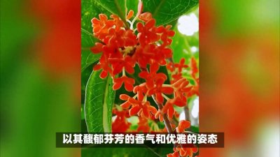 ​金桂、银桂、丹桂、四季桂大揭秘：多角度剖析四大桂花品种差异