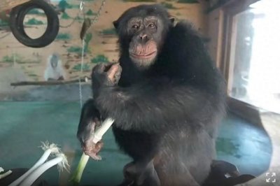 ​济南野生动物园黑猩猩，每天一根大葱三四瓣蒜，网友：入乡随俗……