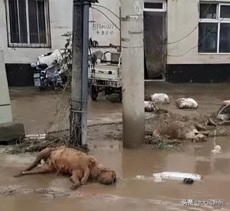 ​河北涿州退洪街头现动物尸体，疾控：开展消杀，确保‘大灾之后无大疫’